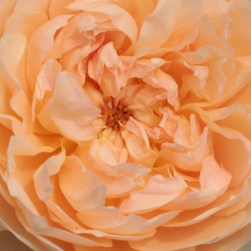 Comanda trandafiri online - Galben - trandafir englezesti - trandafir cu parfum intens - Rosa Kisses of Fire - David Austin - Galben discret, parfum ca trandafir tea, romantic elegant